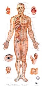 acupuncture-chart