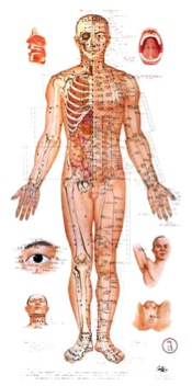 acupuncture-chart