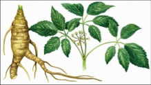 herb-ginseng